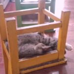 * Foto ilustrasi : kucing yang setia menemani istri di sekolah. Kadang si kucing tidur di kelas (foto: Nur Terbit).