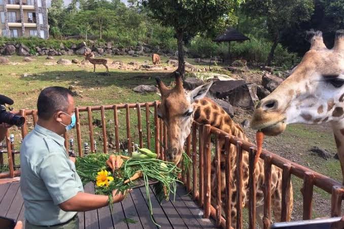 Taman Safari sudah beken sejak lama (sumber: Kompas)